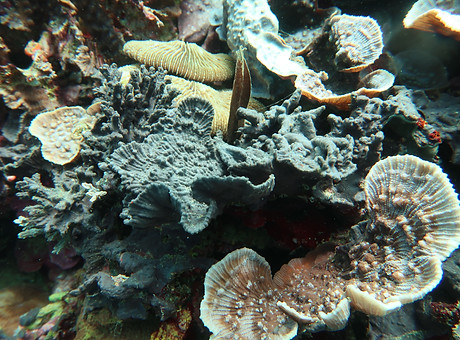 black sponge.JPG