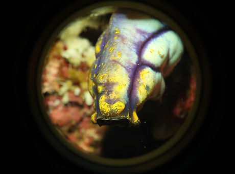 Polycarpa aurata.JPG