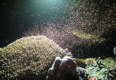 Coral spawning