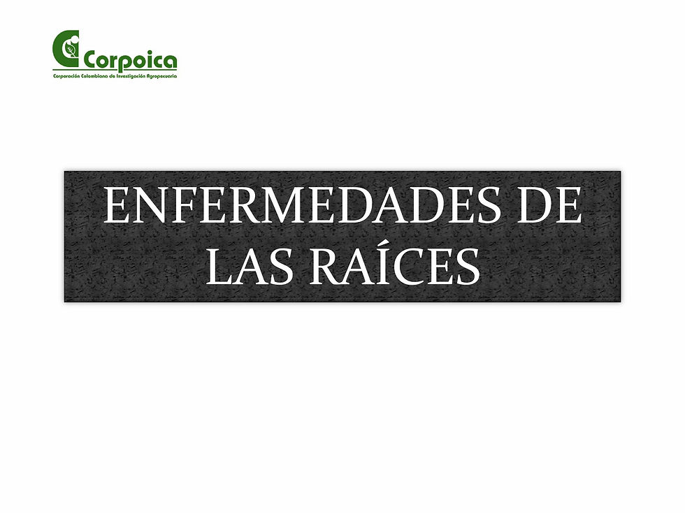 enfermedades de las raices