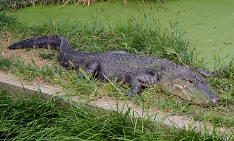 americanalligator-001.jpg