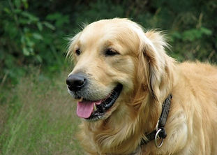 dog.jpg