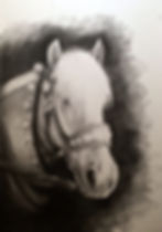 "Haflinger for Heidi"