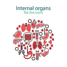 internal organ_xxl_68866204.jpg