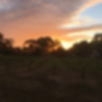 Vineyard