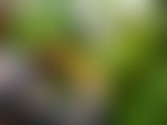 Nicaraguas Schatz: Kakao und seine Vorteile für Körper und Seele