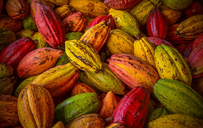 Cacao pods cocoa pods organic chocolate farm hawaii.jpg