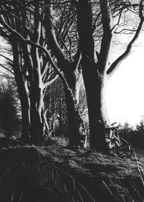 environment 3