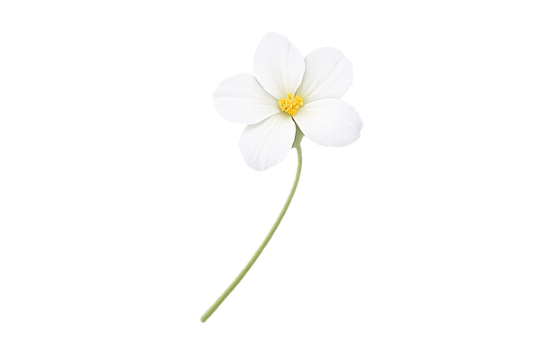 Single white flower reflecting themes of serenity, hope, and inner balance.