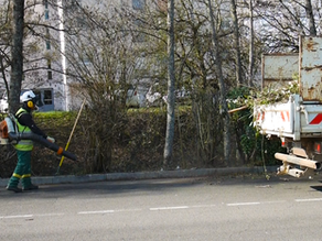 Élagage à Pouilley-les-Vignes 
