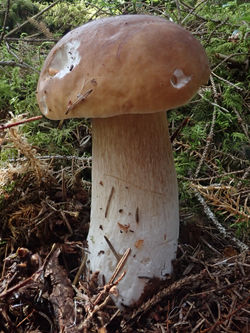 Steinsopp