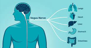 The Vagus Nerve & Your Health 