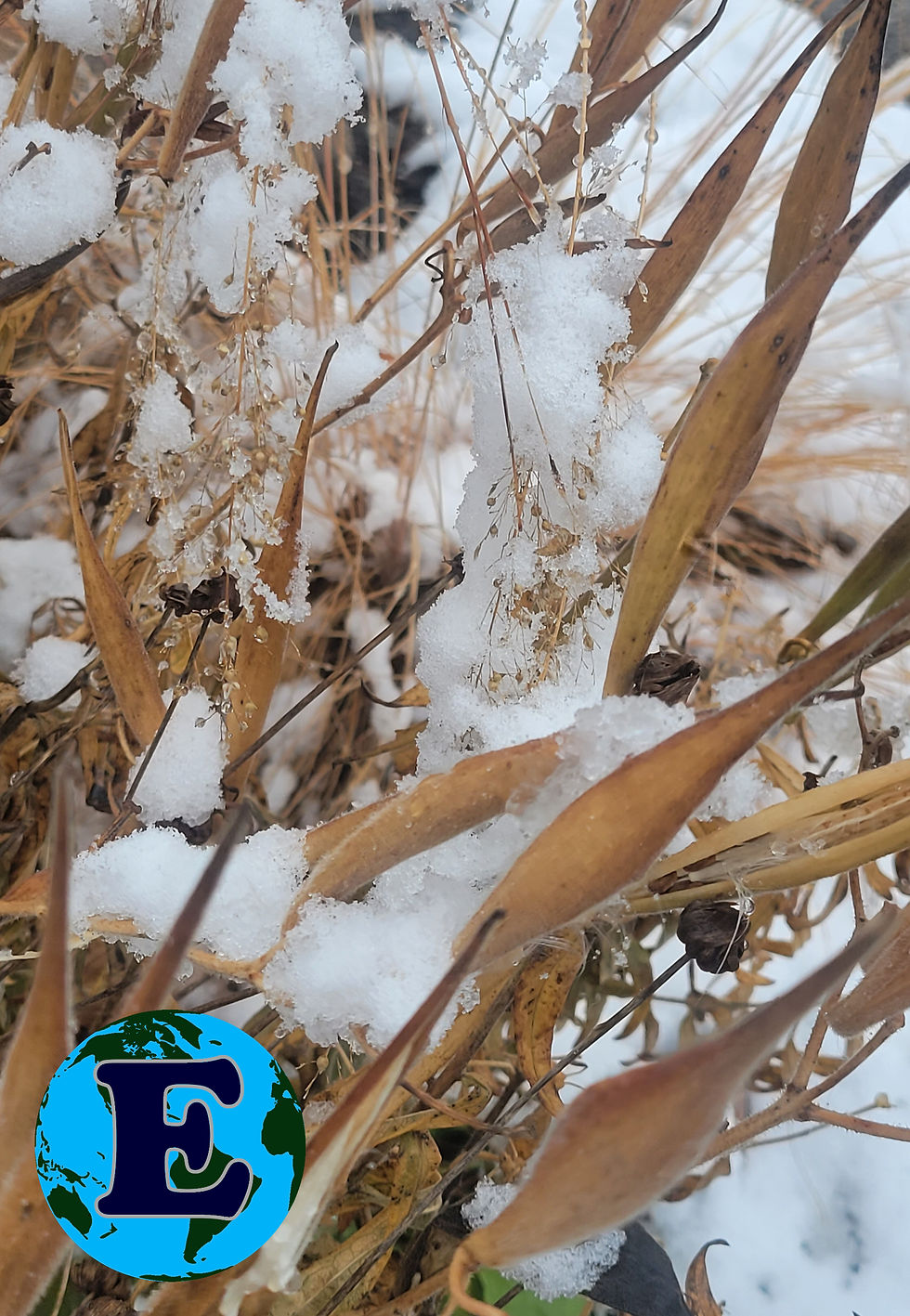 Snow decorates the winter garden with interest on this native plant. milkweed