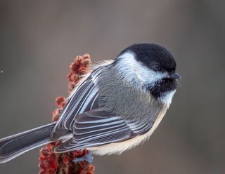 Native Wildlife Need Native Plants