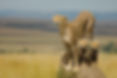 cheetah2.jpg