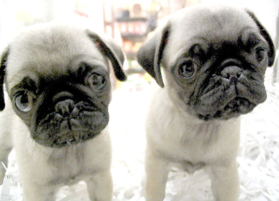 Mc Kee's Pet Grooming