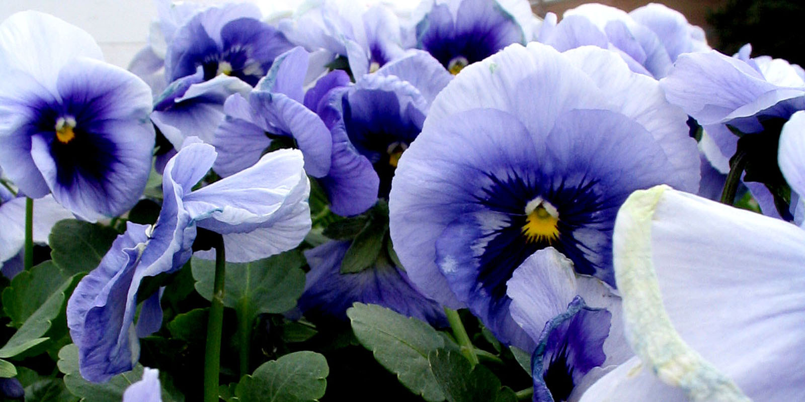 Mc Kee's Pet Grooming