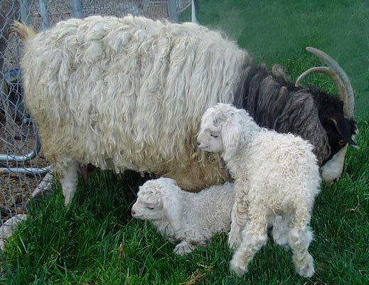 Mc Kee's Pet Grooming