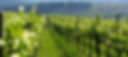 Vineyard, spring, but absolutely no mountains in the background_edited.jpg