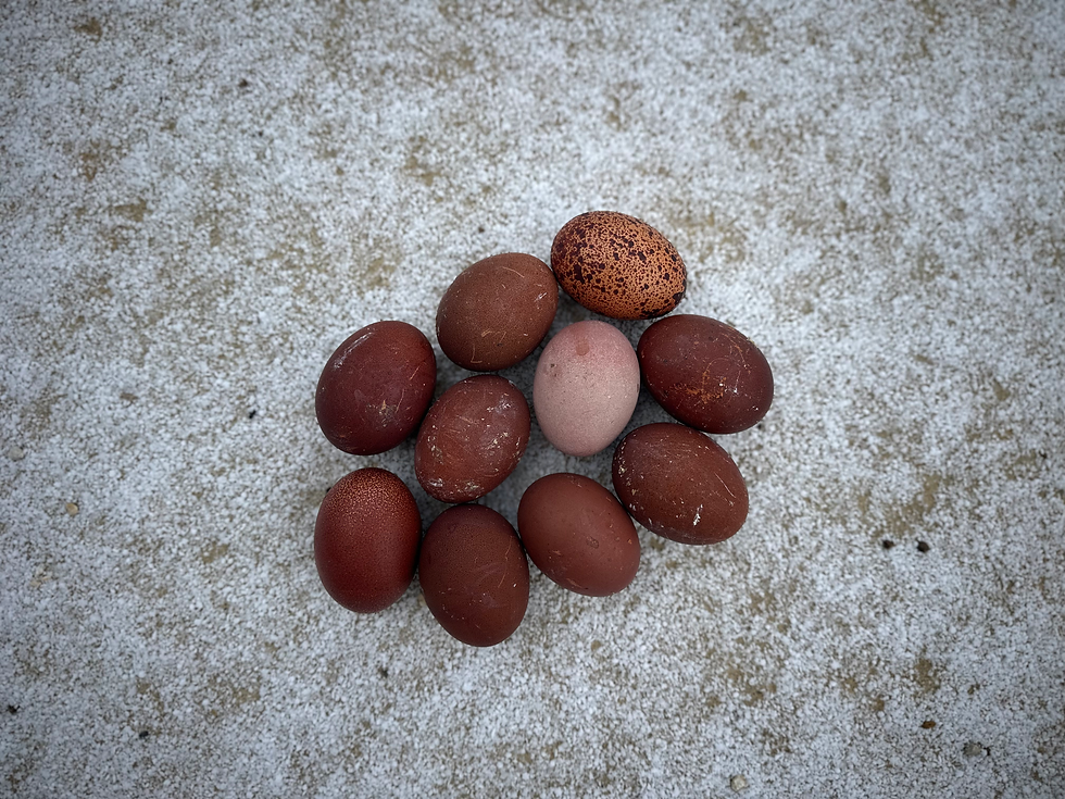 Thumbnail: Black Copper Maran Hatching Eggs Dozen