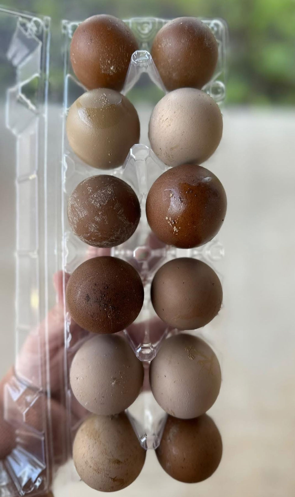 Thumbnail: Mocha ☕️ Latte Hatching Eggs HALF Dozen WAITLIST
