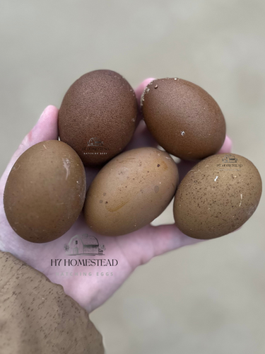 Mocha ☕️ Latte Hatching Eggs HALF Dozen 2026 PRE ORDER | H7