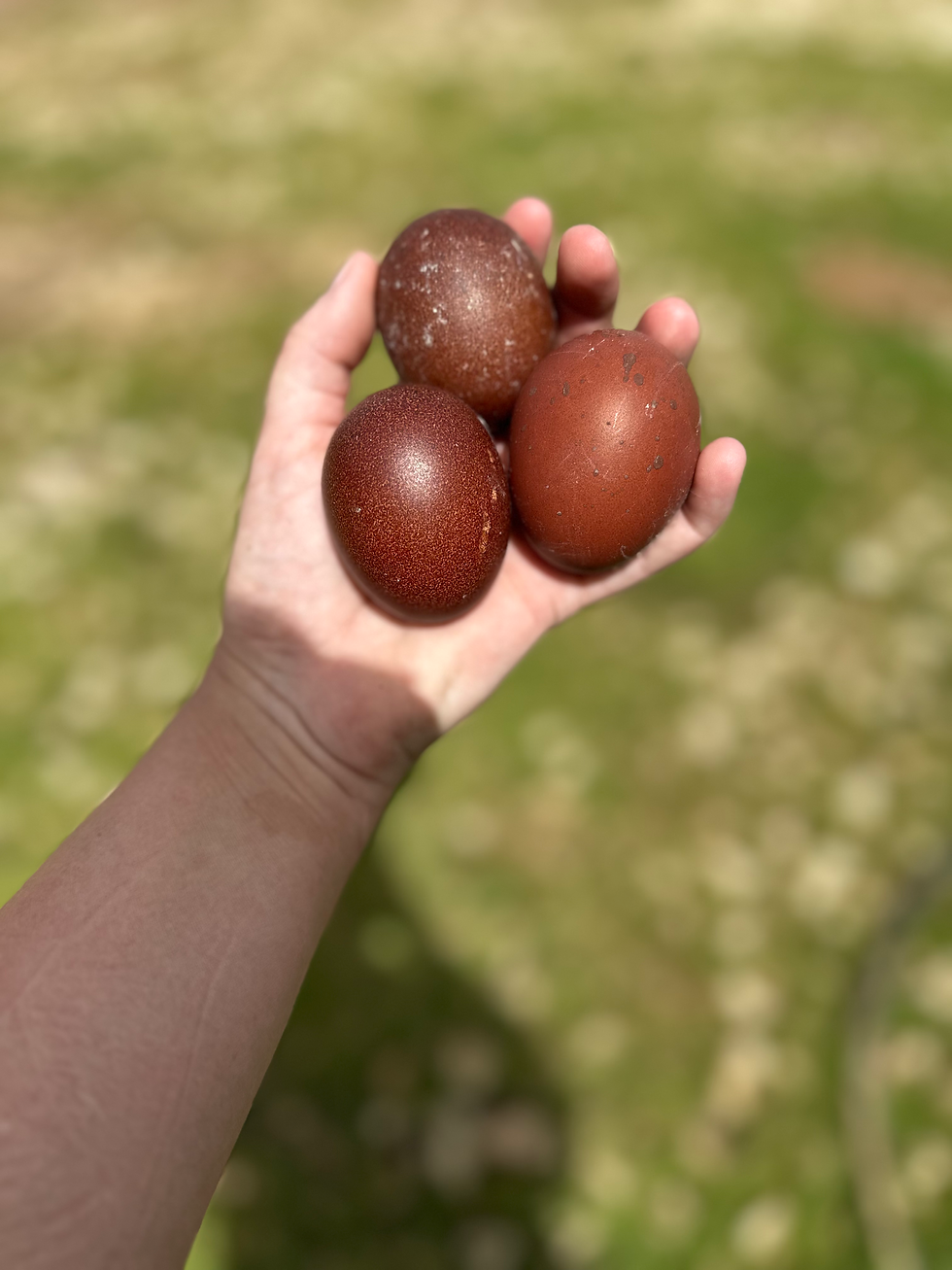Thumbnail: Black Copper Maran Hatching Eggs Dozen