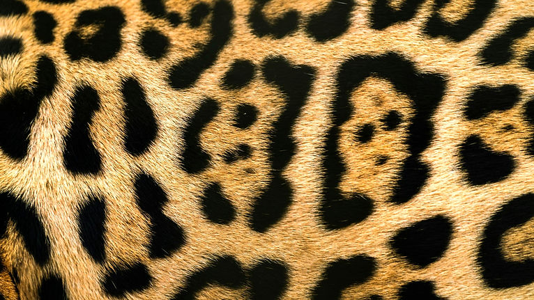 pexels-nico-marin-703142244-26045671_edited.jpg