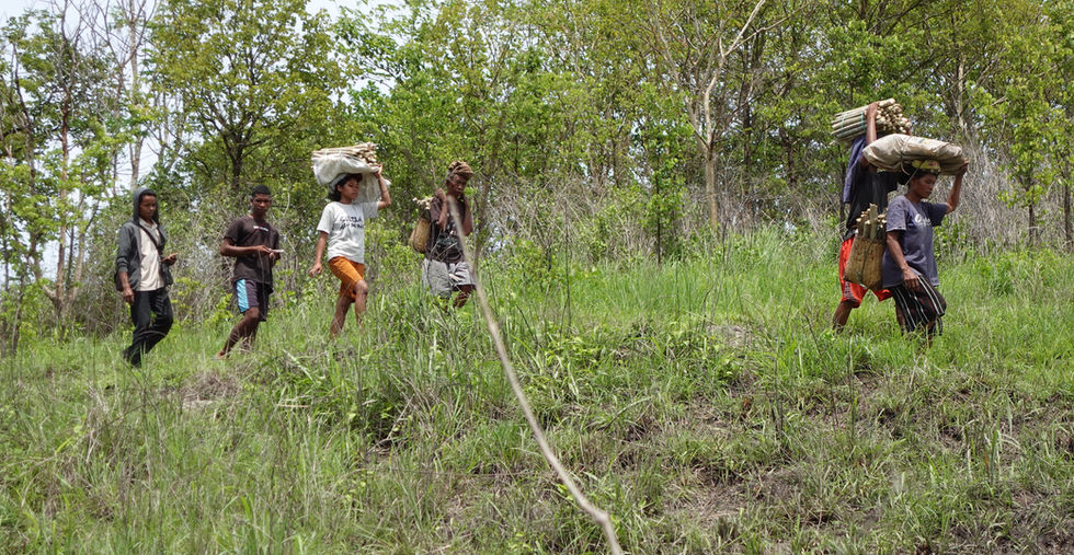 Diversifikasi Tanaman Tahan Api Puge Figo