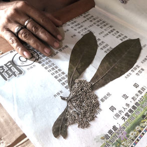 Diagnosa Forest Puge Figo