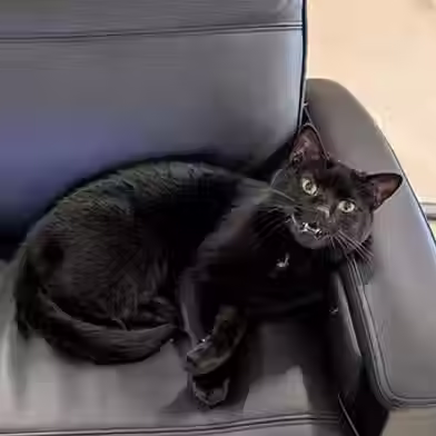 Titten