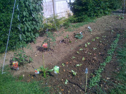 potager
