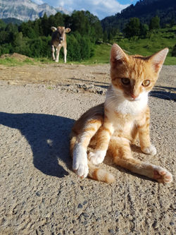 Lillybeizli_Urnäsch_Katze