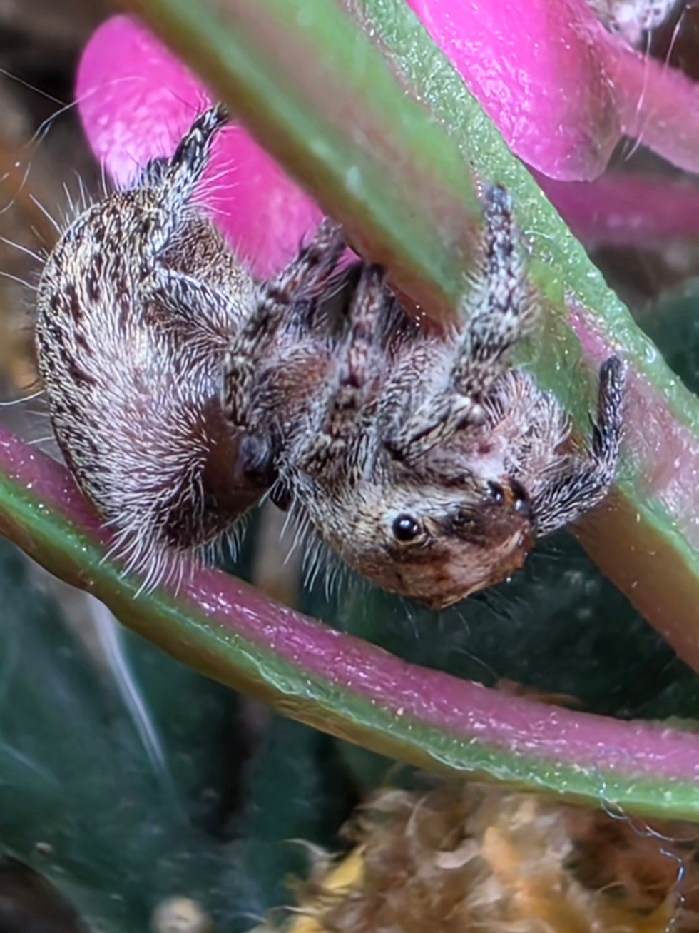 Thumbnail: Lady Hyacinth | Color Phase: Florida Orange | Juvenile Female