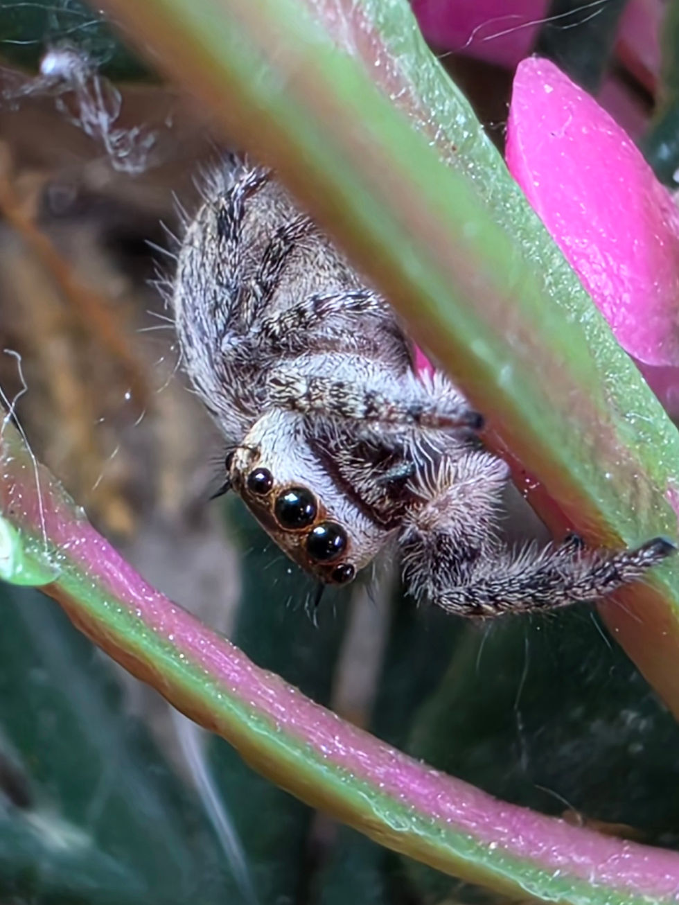 Thumbnail: Lady Hyacinth | Color Phase: Florida Orange | Juvenile Female