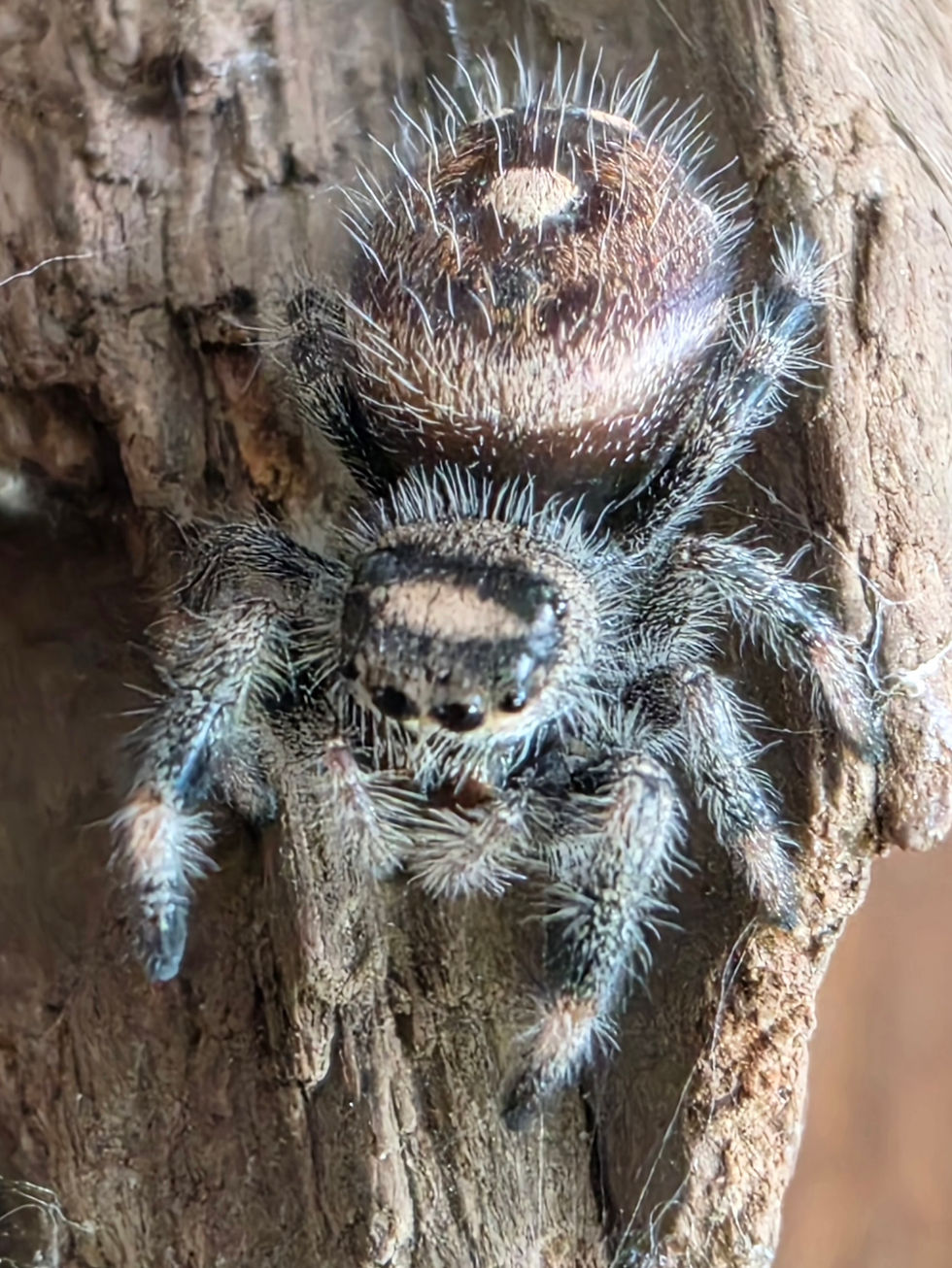 Thumbnail: Astra | Juvenile | Little Keeper of Warmth