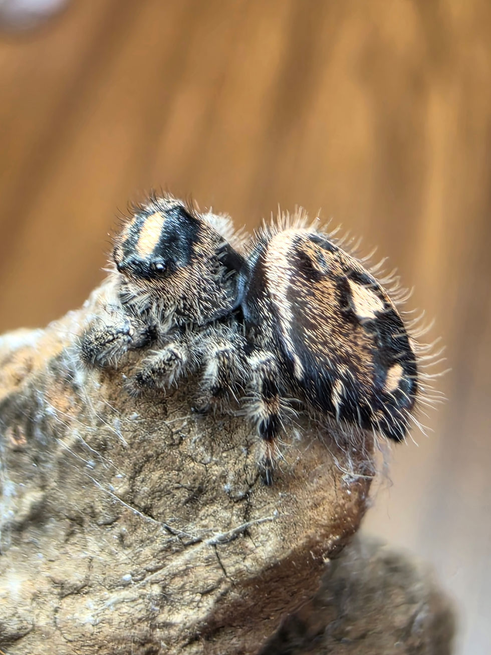 Thumbnail: Aurevia | I7 Juvenile Female | Golden Ember Rising