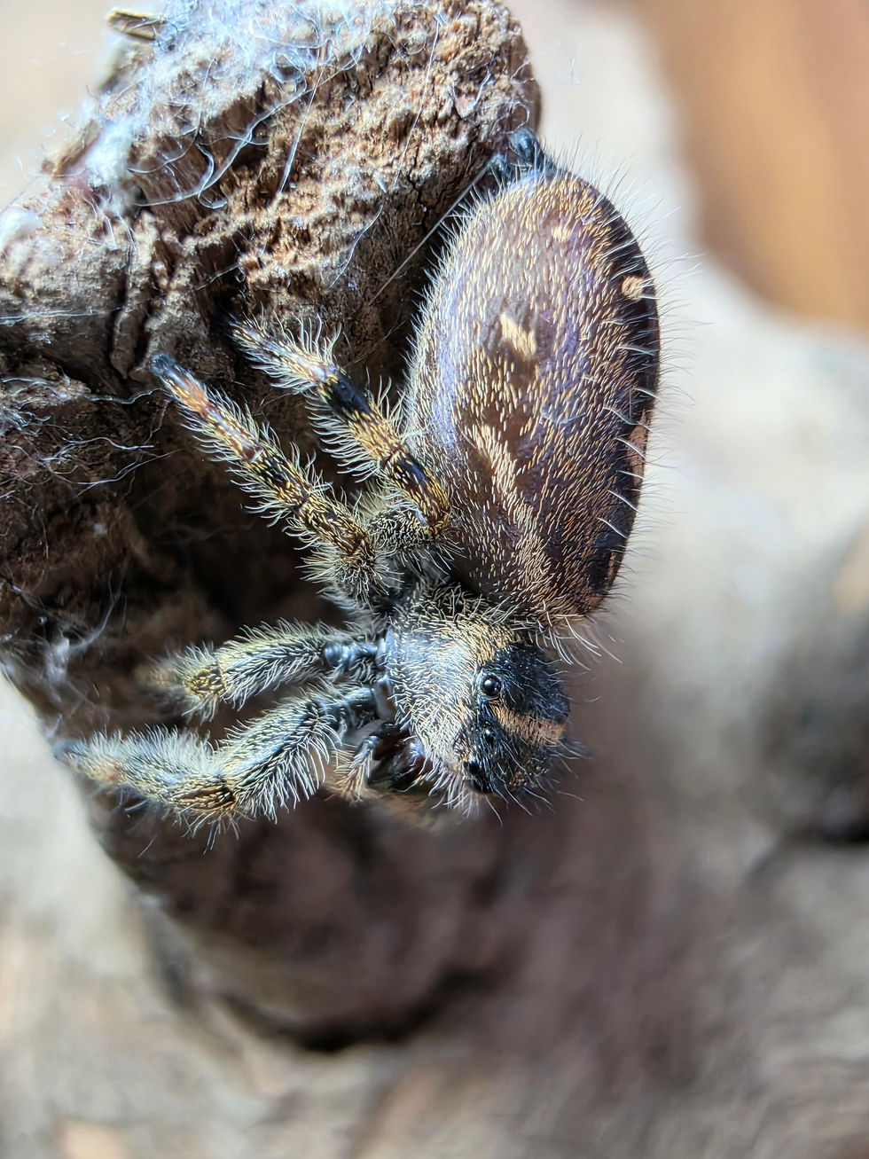 Thumbnail: Serenya | i7Female | A Gentle Kind of Wonder