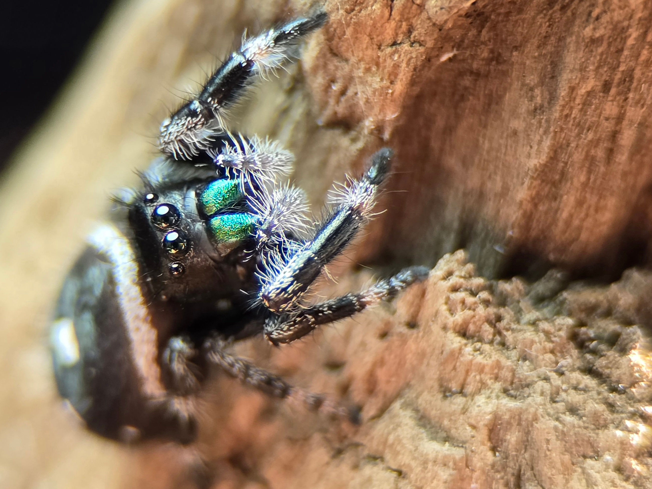 Solara | I6 | Velvet Sun Queen