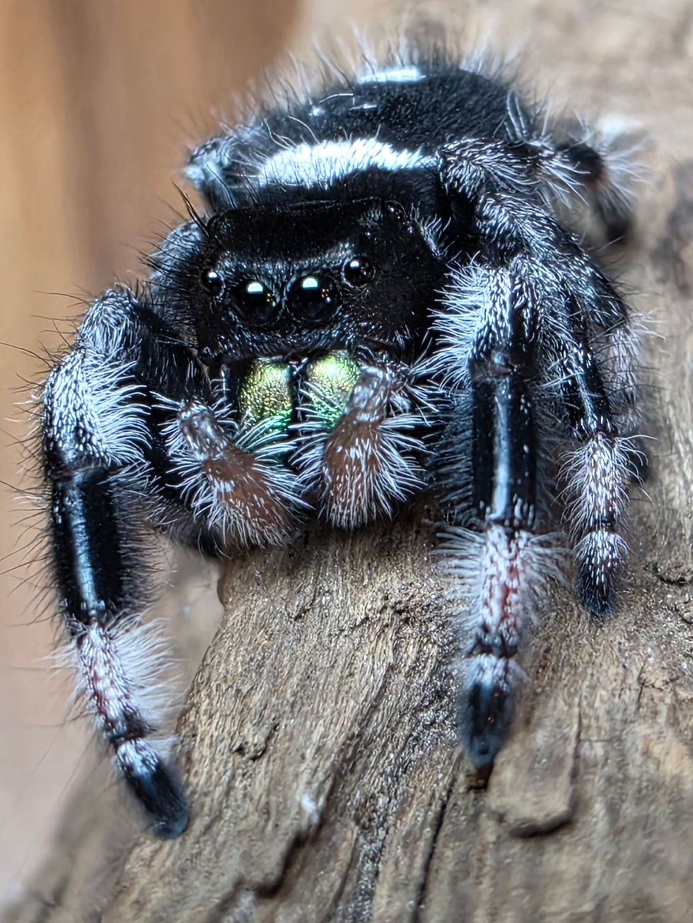 Thumbnail: Noctis | i8 Male | Calm and Always Watching