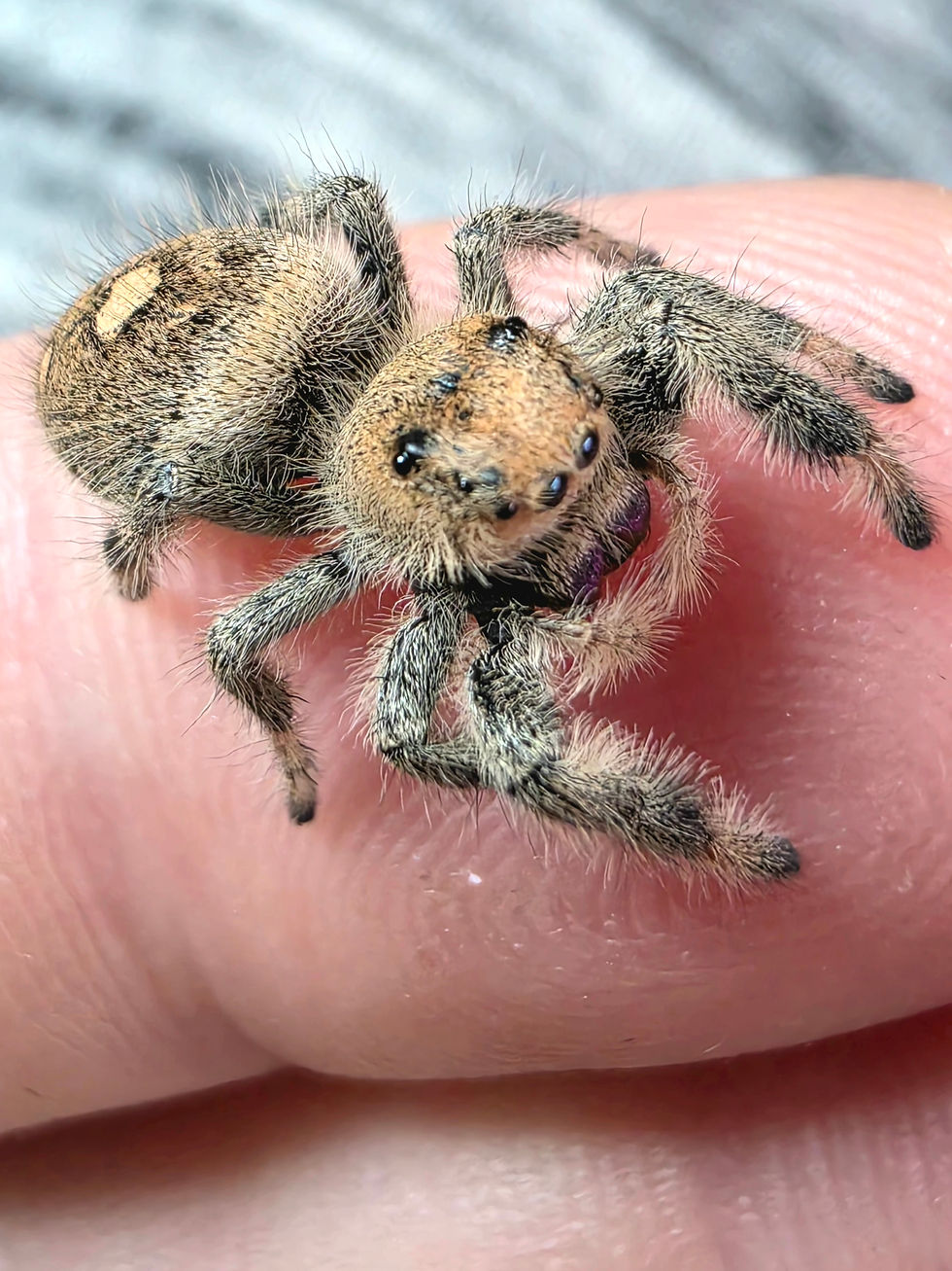 Thumbnail: Rose (Phidippus regius) | Desert Bloom | Sub-Adult Female
