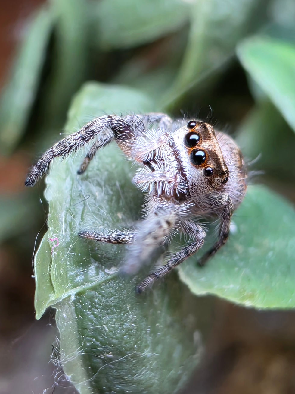 Thumbnail: Lady Hyacinth | Color Phase: Florida Orange | Juvenile Female