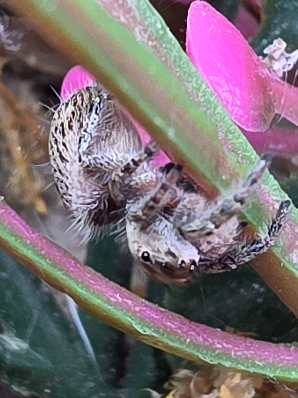 Thumbnail: Lady Hyacinth | Color Phase: Florida Orange | Juvenile Female