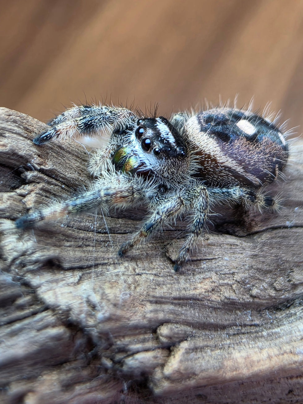 Thumbnail: Solmere | I7 Juvenile Female | A Gentle Glow