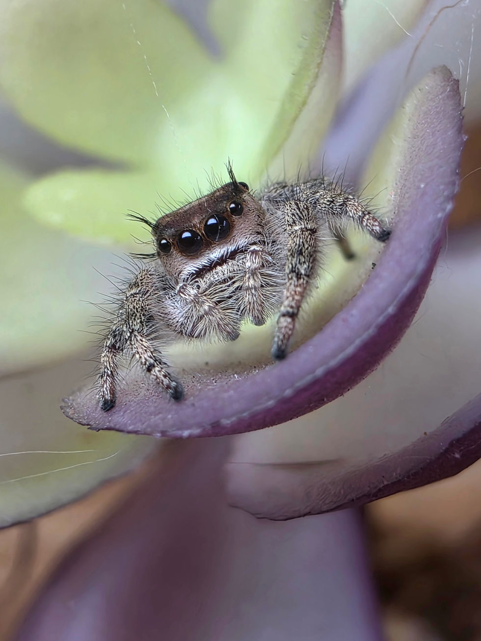 Thumbnail: Shylo (Phidippus otiosus Florida) | Suspected Female