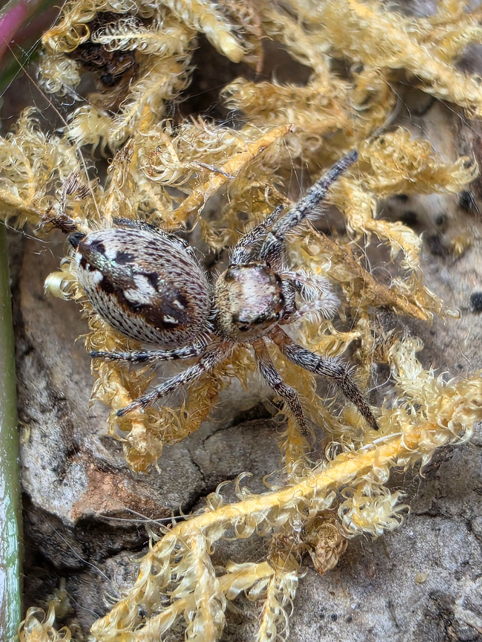 Thumbnail: Lady Hyacinth | Color Phase: Florida Orange | Juvenile Female
