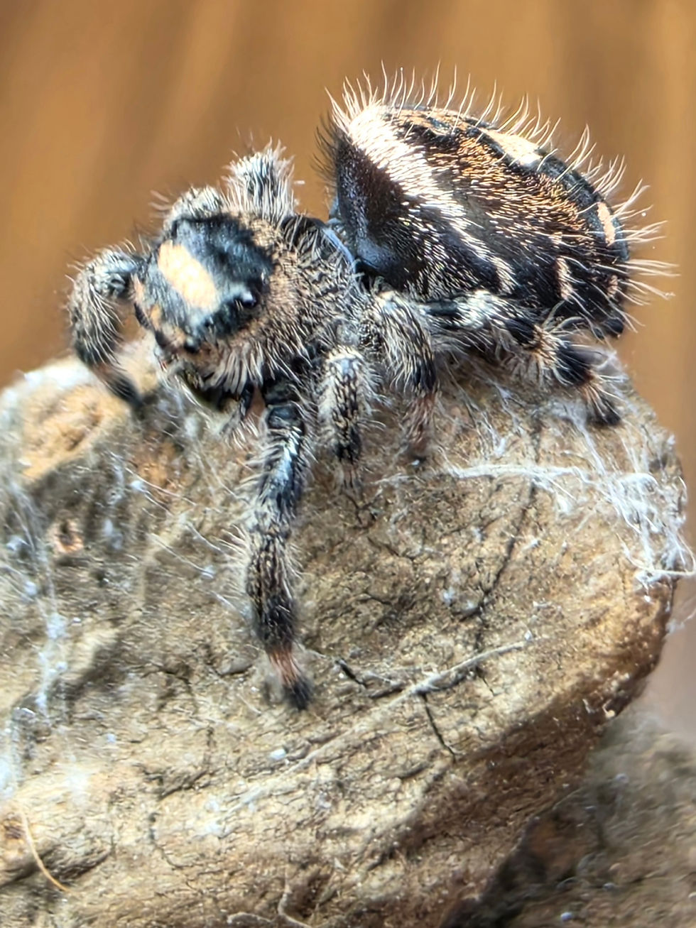 Thumbnail: Aurevia | I7 Juvenile Female | Golden Ember Rising