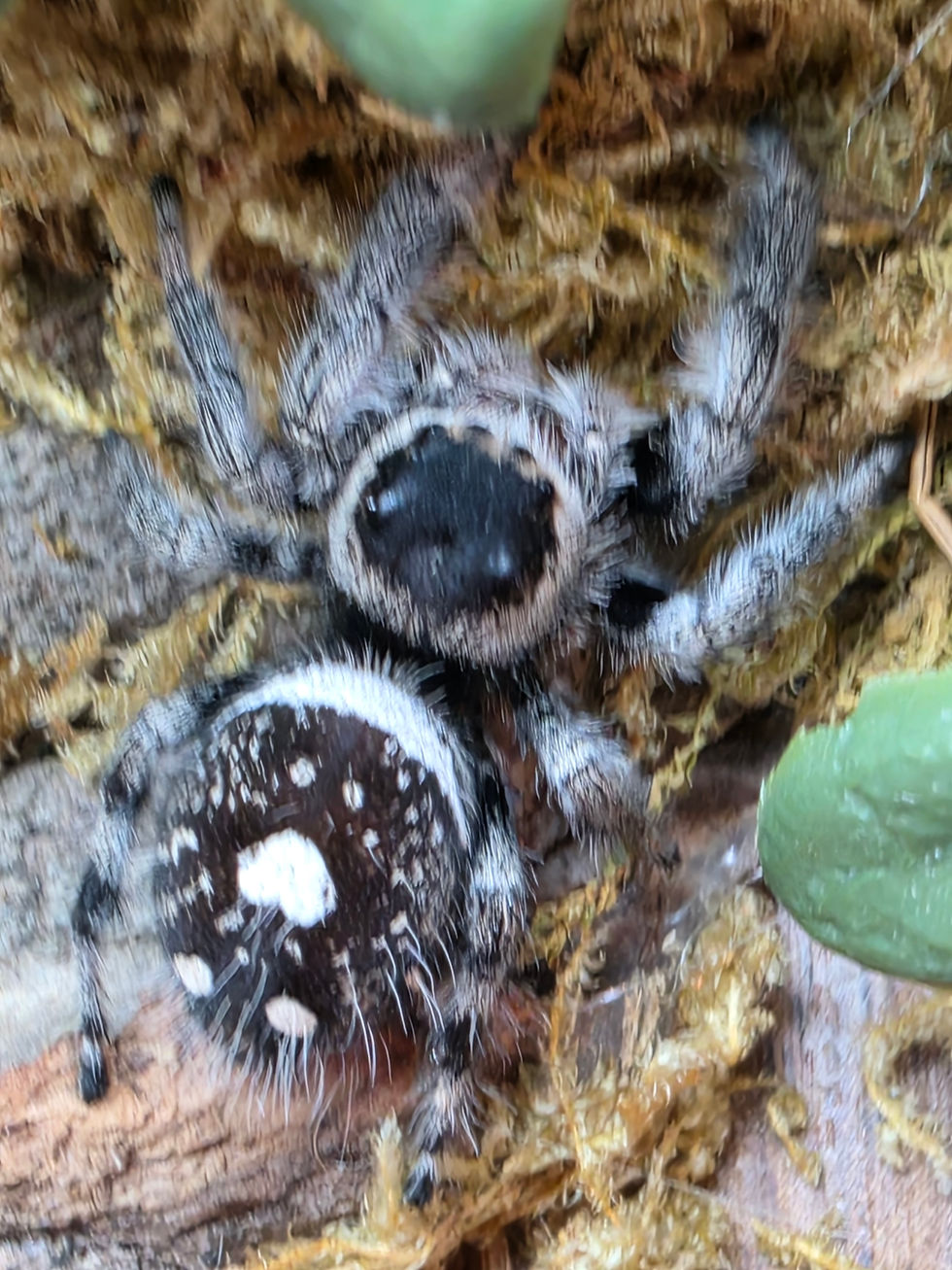 Thumbnail: Sylvie (Phidippus regius)
| Color Phase: Northern Frost | Ivoryveil