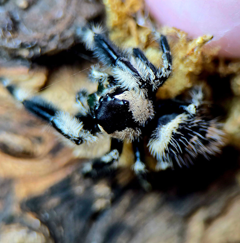 Thumbnail: Sirocco (Phidippus Otiosus) | Color Phase: Sunhollow - Latte