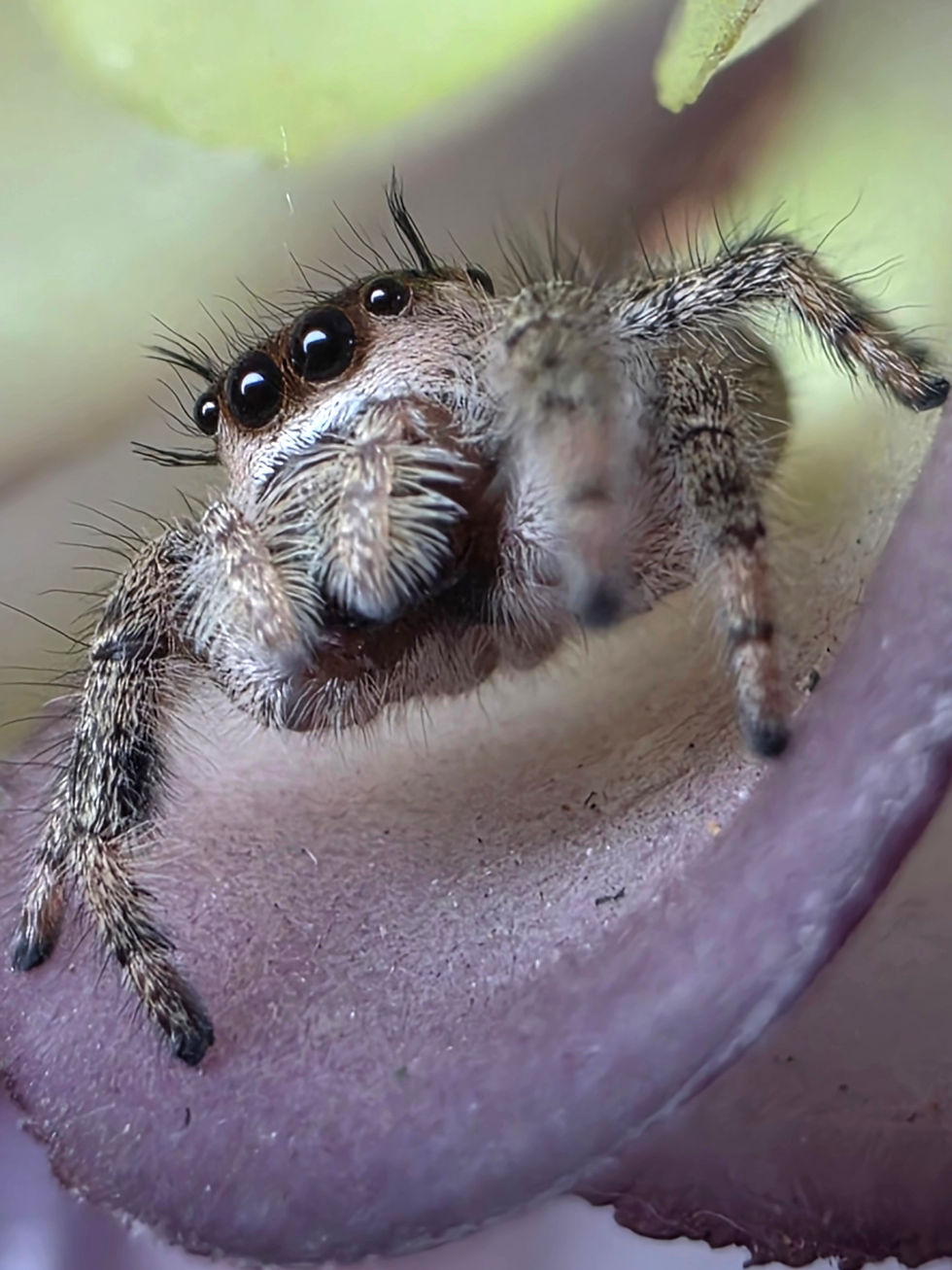 Thumbnail: Shylo (Phidippus otiosus Florida) | Suspected Female